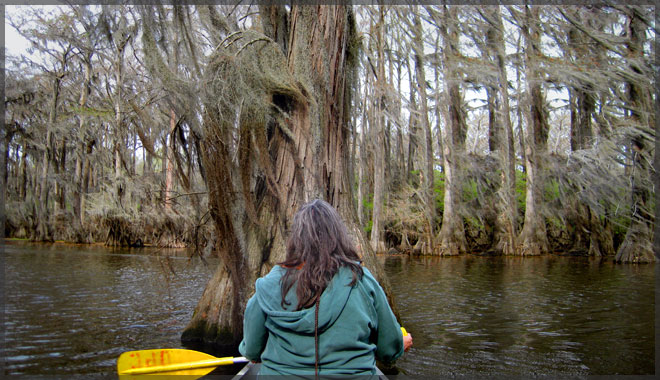 Caddo Lake canoe cruise